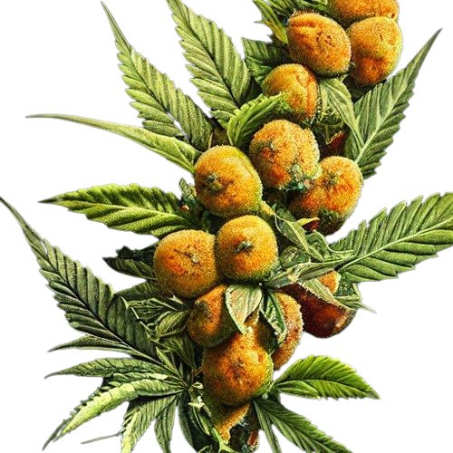 Mango Rocks